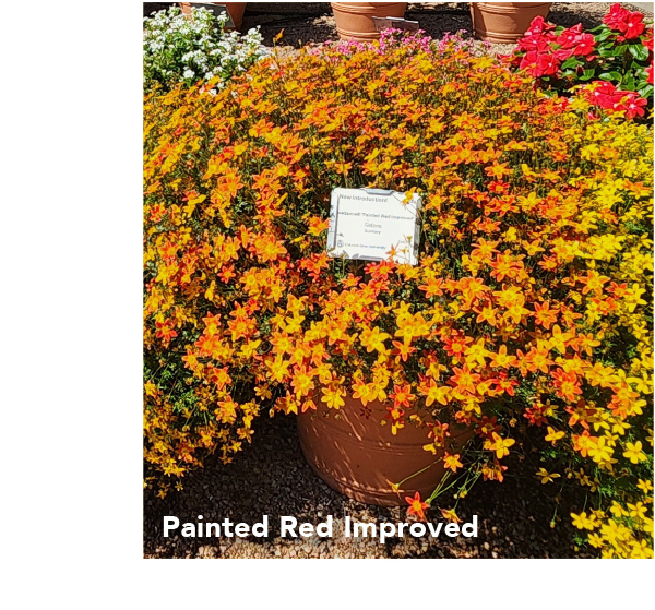 BEEDANCE® Painted Red Improved 