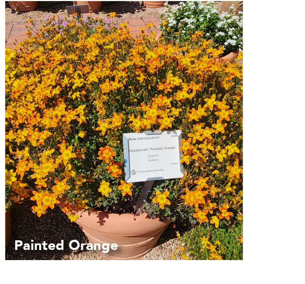 BEEDANCE® Painted Orange