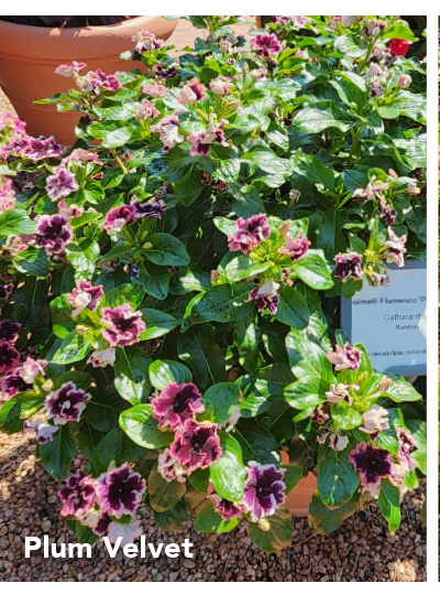 SOIREE® FLAMENCO Plum Velvet