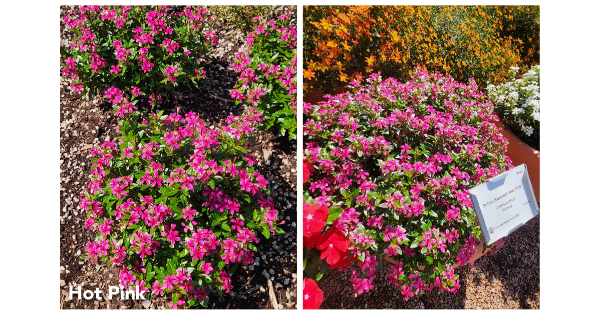 SOIREE KAWAII® Hot Pink - Suntory Flowers