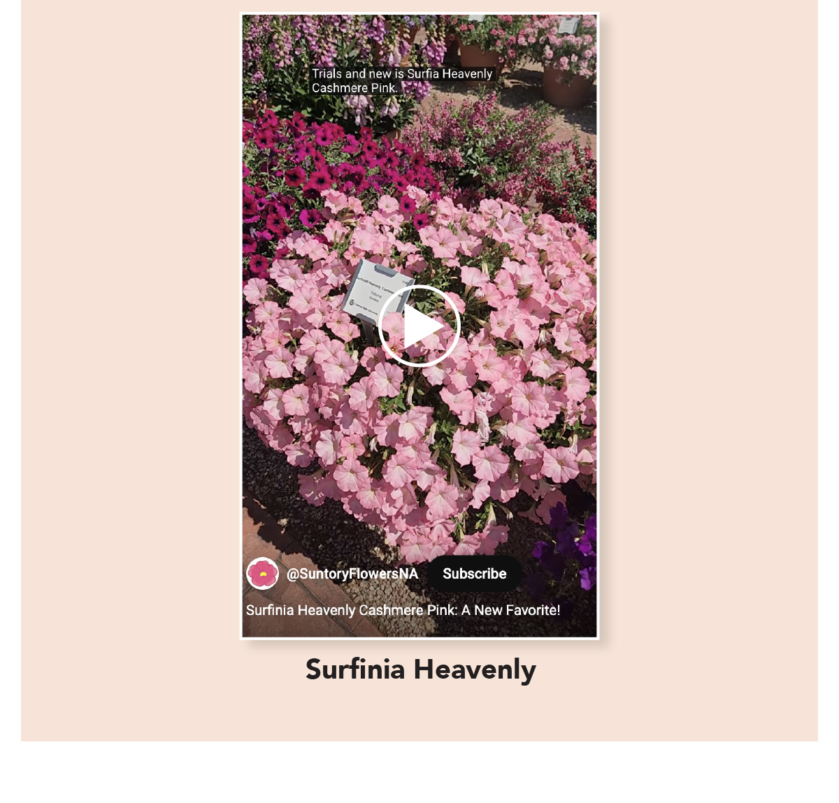 Surfinia Heavenly