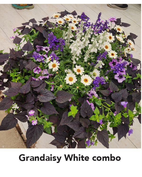 GRANDAISY® White Improved