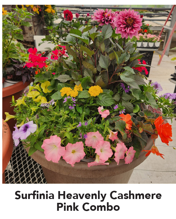 SURFINIA® Heavenly Cashmere Pink Combos