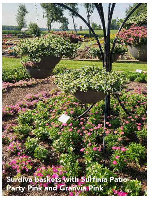 Surdiva baskets with Surfinia Patio Party Pink and Granvia Pink
