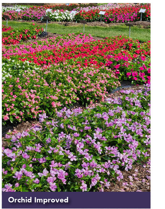 SOIREE® DOUBLE Orchid Improved