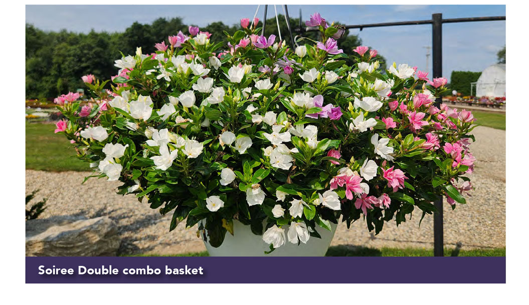 Soiree Double combo basket