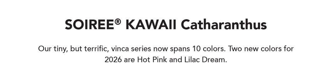 SOIREE KAWAII catharanthus
