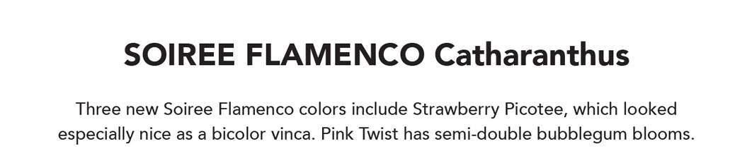 SOIREE FLAMENCO catharanthus