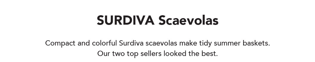 SURDIVA scaevolas