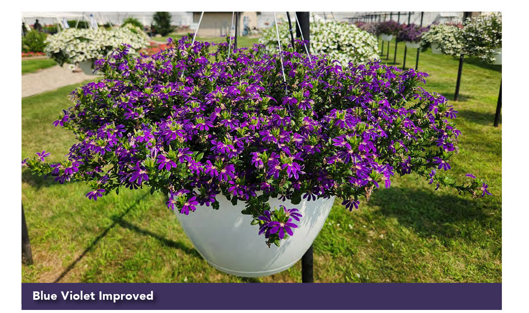 SURDIVA® Blue Violet Improved