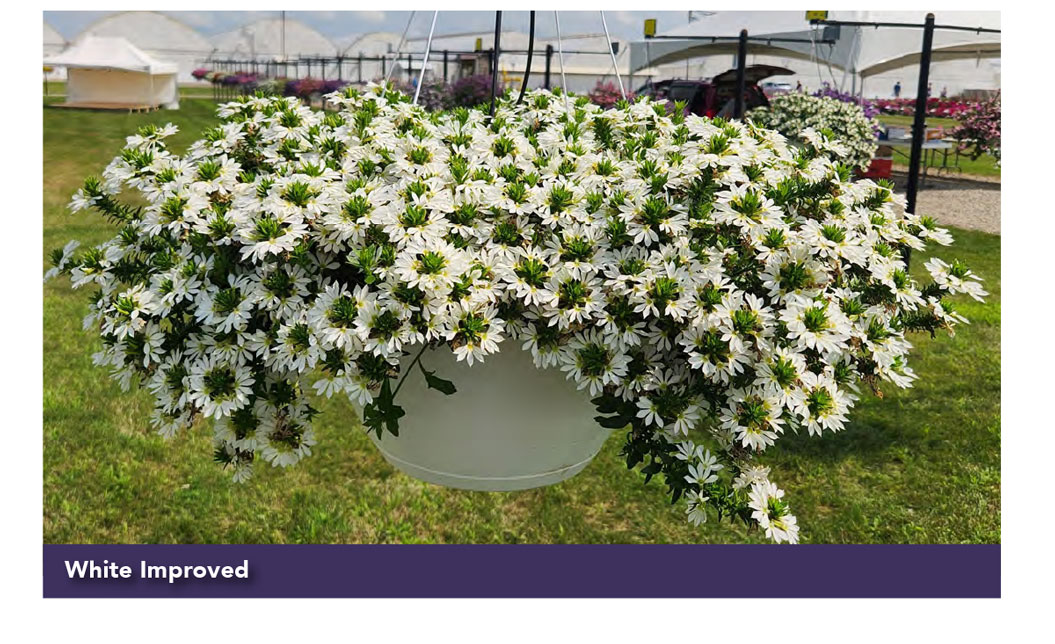 SURDIVA® White Improved