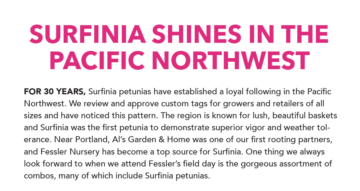 Surfinia petunias