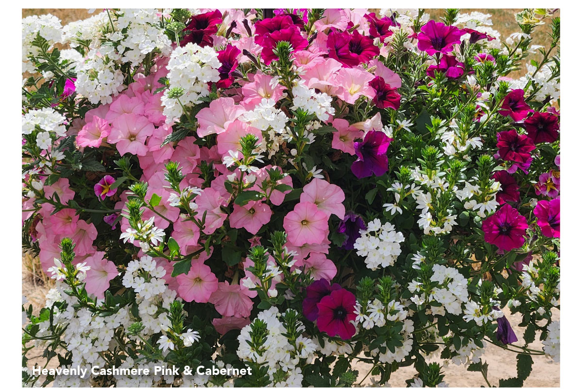 Heavenly Cashmere Pink & Cabernet