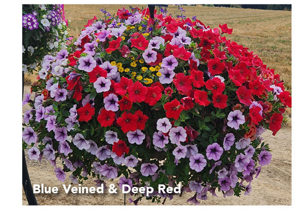 Blue Veined & Deep Red