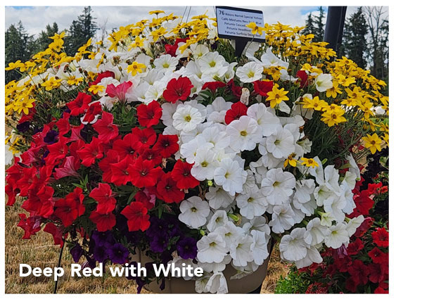 Deep Red with white