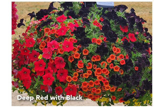 Deep Red with black