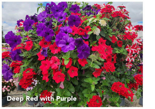 Deep Red with purple