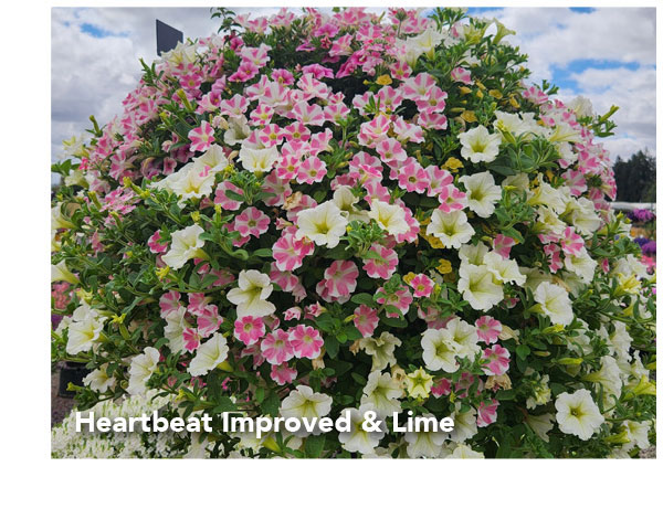 Heartbeat Improved & Lime