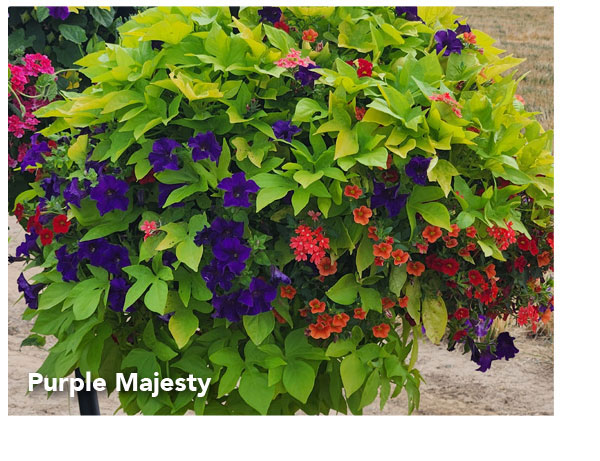 Purple Majesty