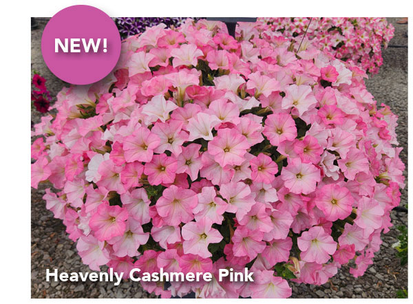 NEW SURFINIA® Heavenly Cashmere Pink
