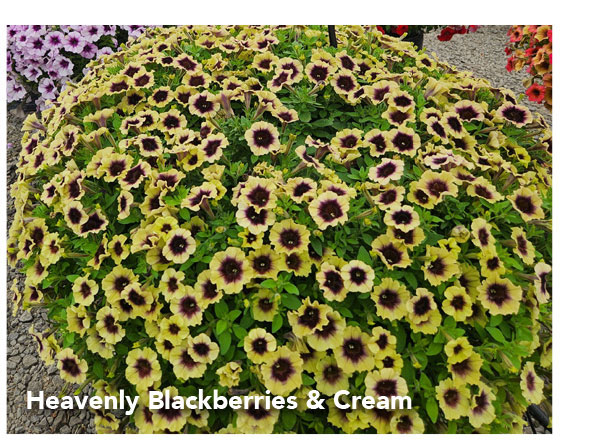 SURFINIA® Heavenly Blackberries & Cream