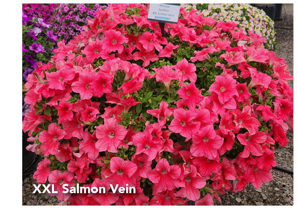 SURFINIA® XXL Salmon Vein