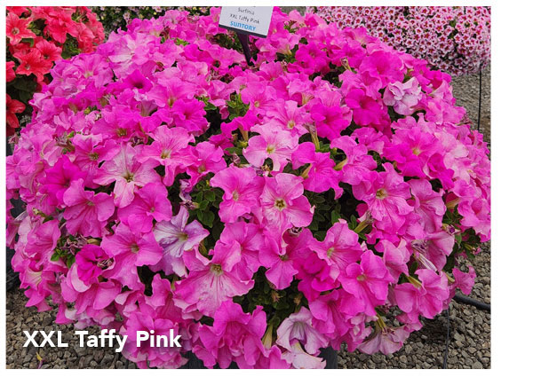 SURFINIA® XXL Taffy Pink