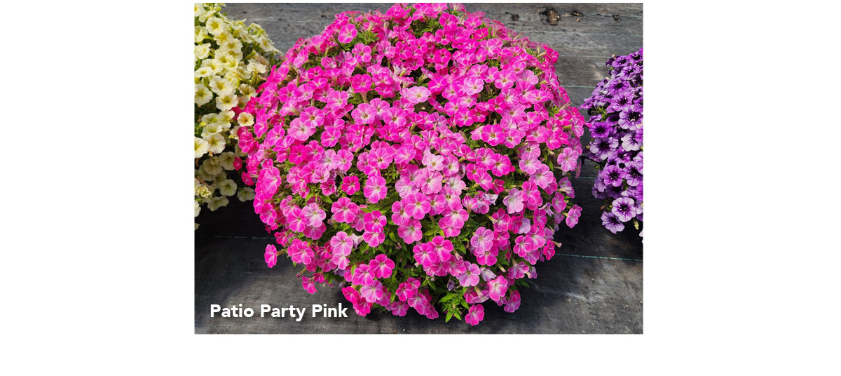 SURFINIA® MOUNDING Patio Party Pink