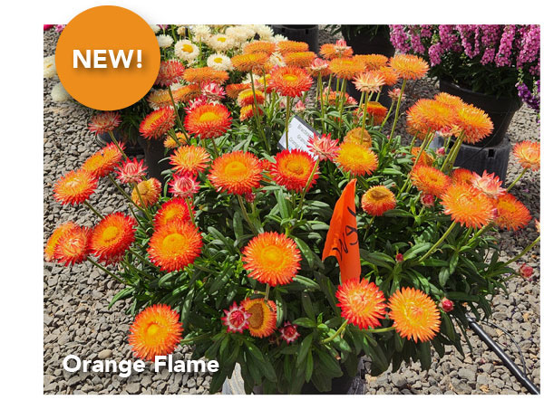 NEW! GRANVIA Orange Flame