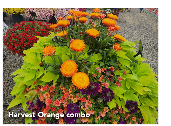 Harvest Orange combo