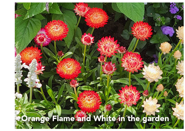 Orange Flame and White in the garden