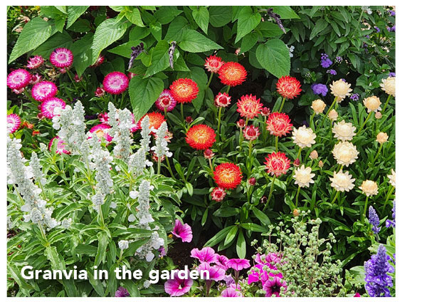 Granvia in the garden