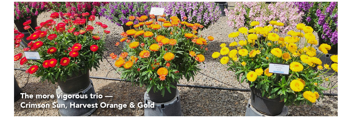 The more vigorous trio – Crimson Sun, Harvest Orange & Gold