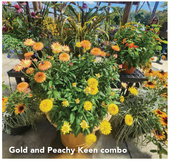 Gold and Peachy Keen