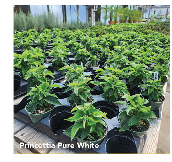 PRINCETTIA® Pure White - Suntory Flowers