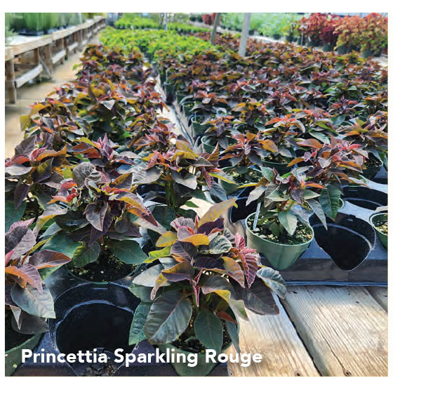 PRINCETTIA® Sparkling Rouge - Suntory Flowers