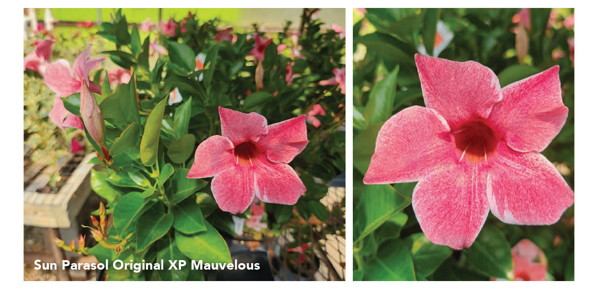 Mauvelous