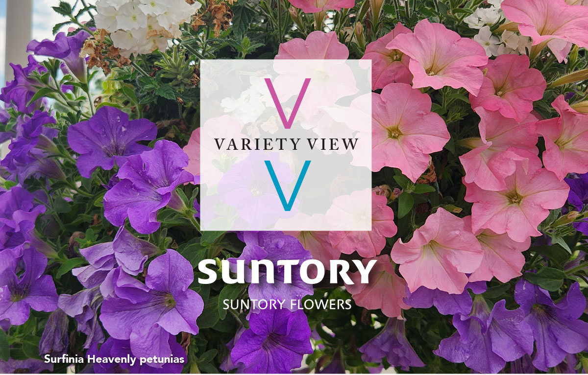 Surfinia Heavenly petunias