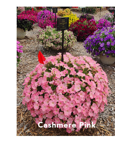 Cashmere Pink
