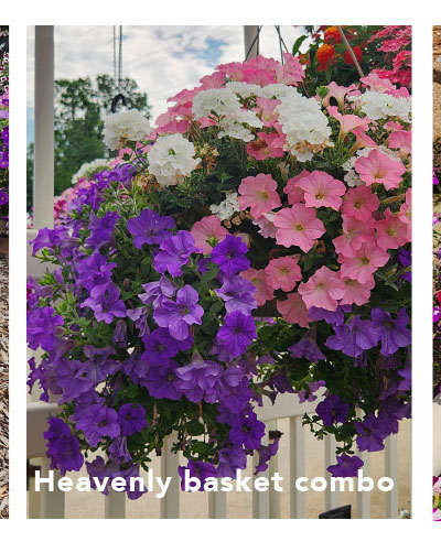 Heavanly basket combo