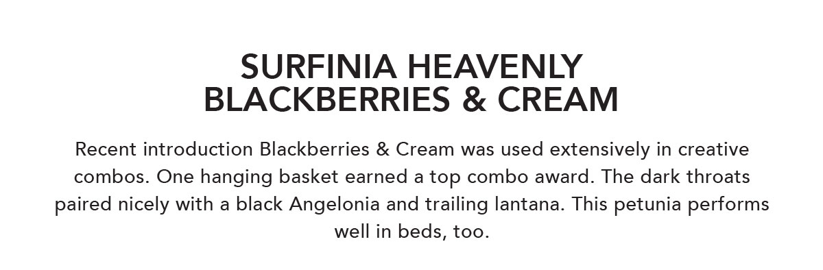 SURFINIA® Heavenly Blackberries & Cream