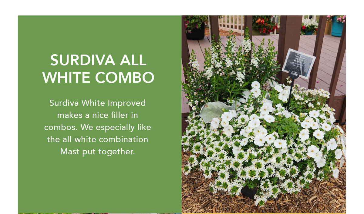 Surfinia all-white combo