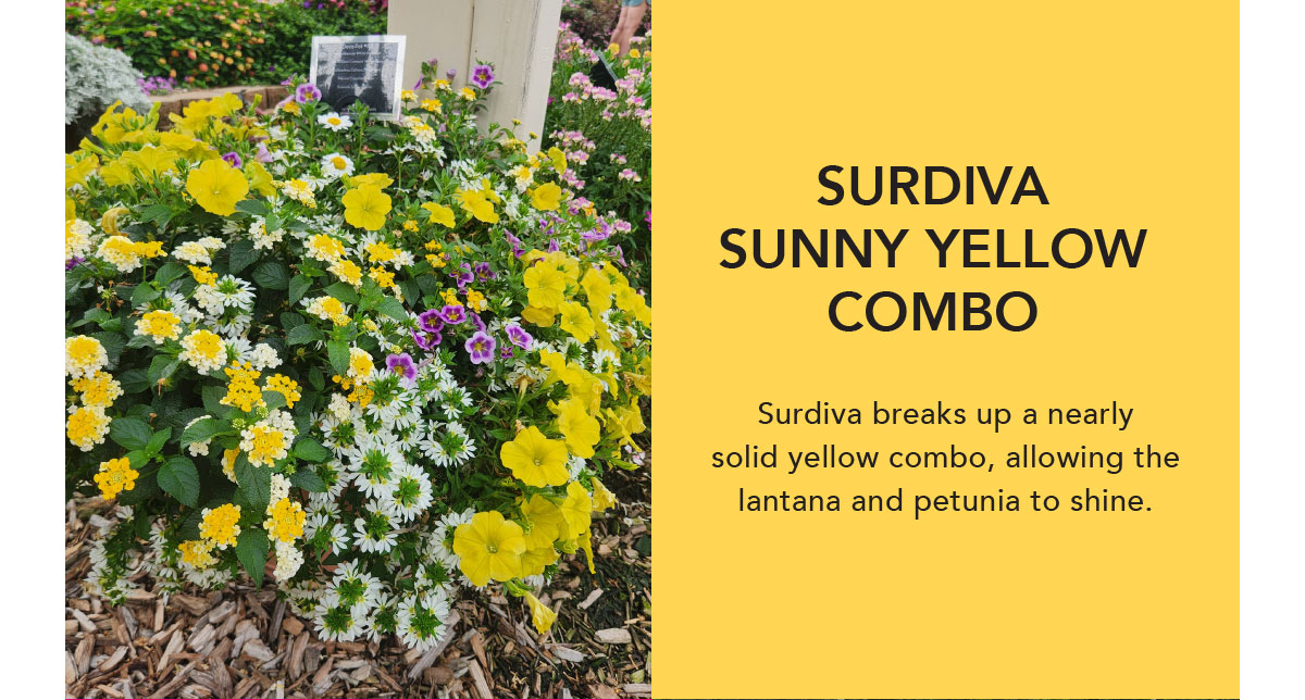 SURDIVA® White Improved