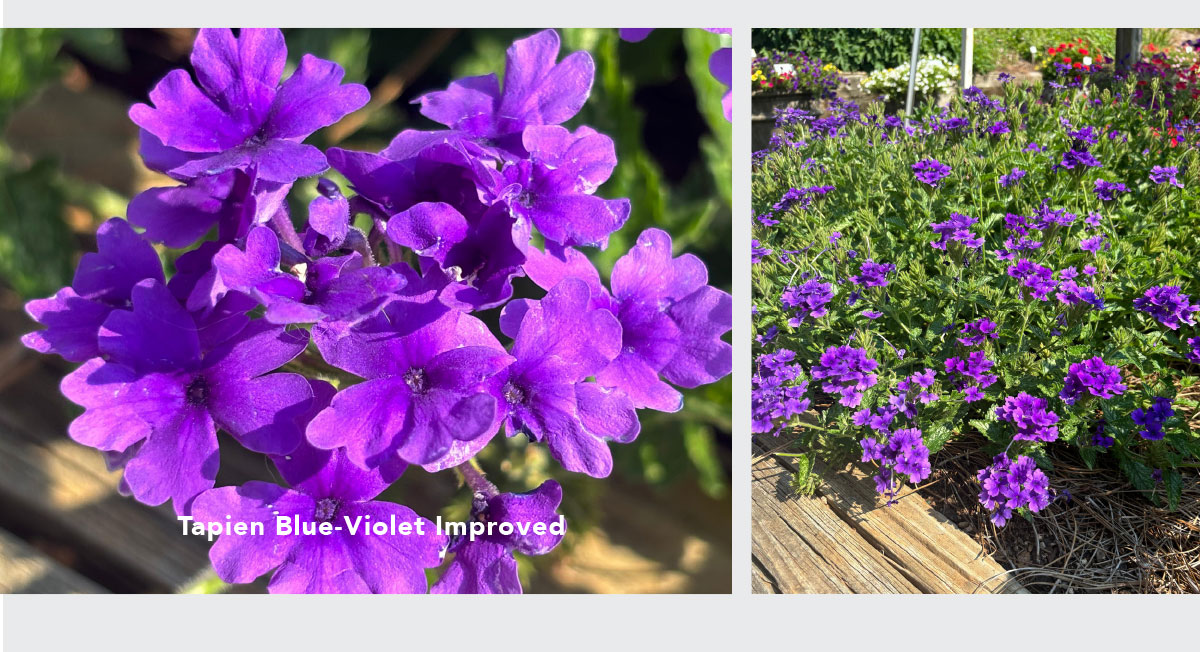 TAPIEN® Blue-Violet Improved