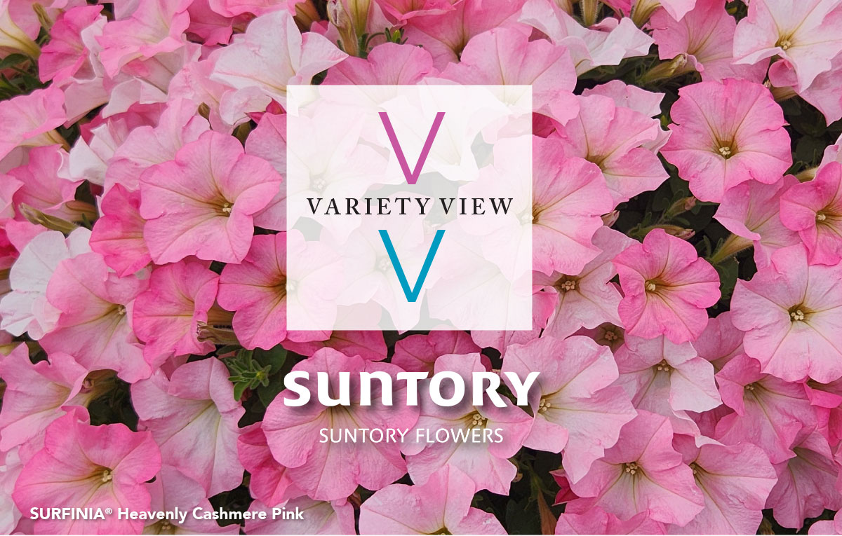 SURFINIA® Heavenly Cashmere Pink
