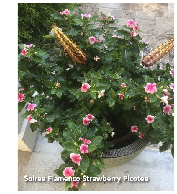 Strawberry Picotee