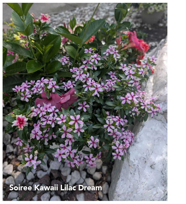 Lilac Dream