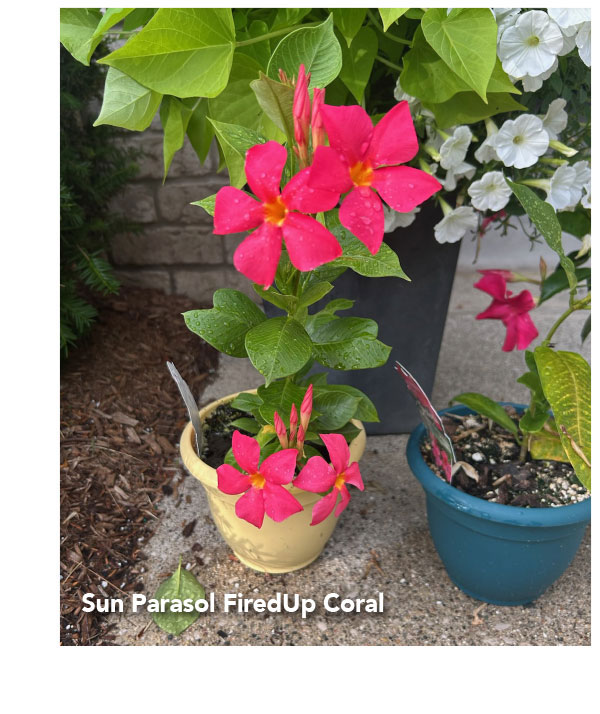 FiredUp Coral