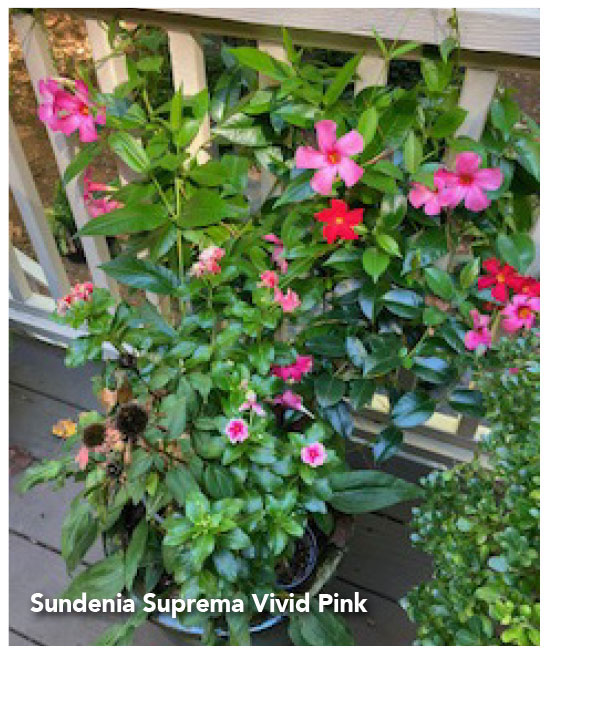 Suprema Vivid Pink
