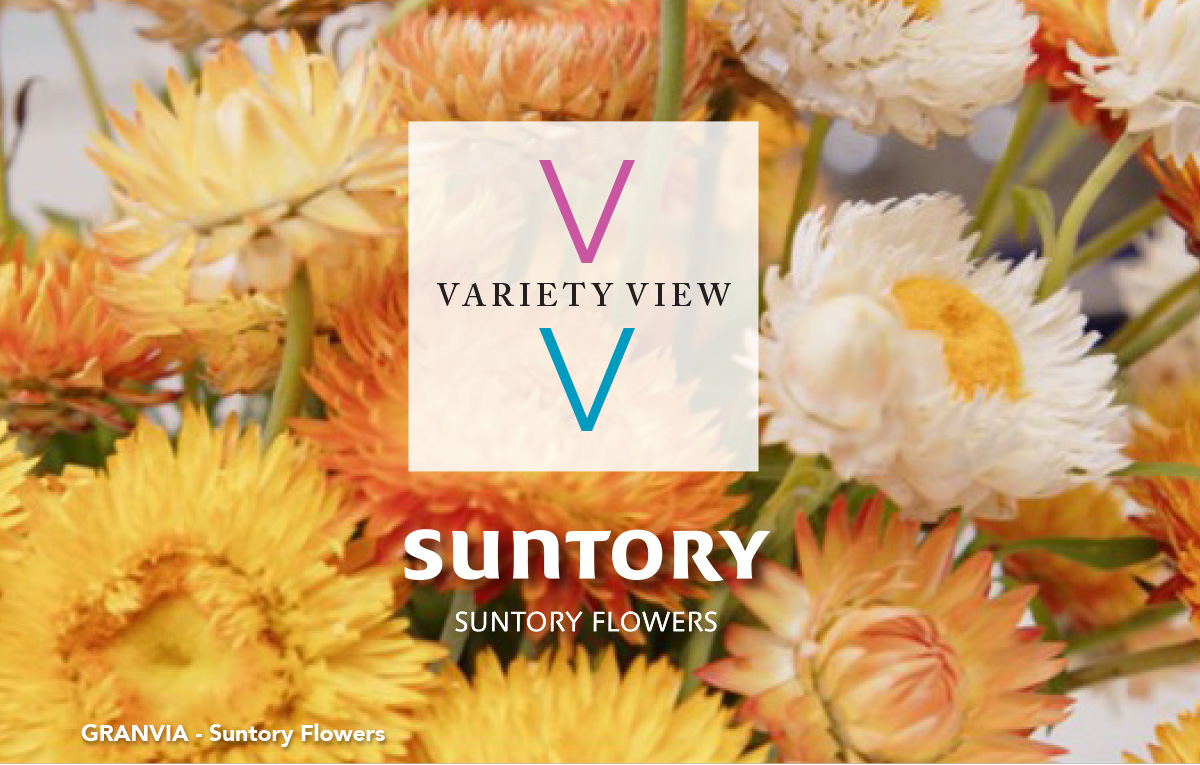 GRANVIA Series strawflowers